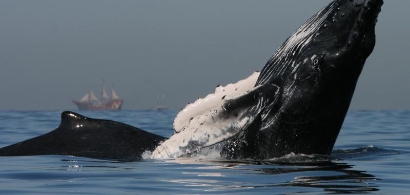 Puerto Vallarta